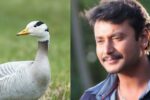 ನಟ ದರ್ಶನ್ ಮತ್ತು ಪತ್ನಿ ವಿಜಯಲಕ್ಷ್ಮಿಗೆ ಸಮನ್ಸ್ ಜಾರಿ