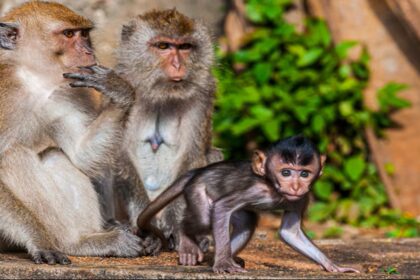 ಬಂಡೀಪುರ ಹುಲಿ ಅರಣ್ಯದಲ್ಲಿ 20 ಕೋತಿಗಳ ಮಾರಣ ಹೋಮ!
