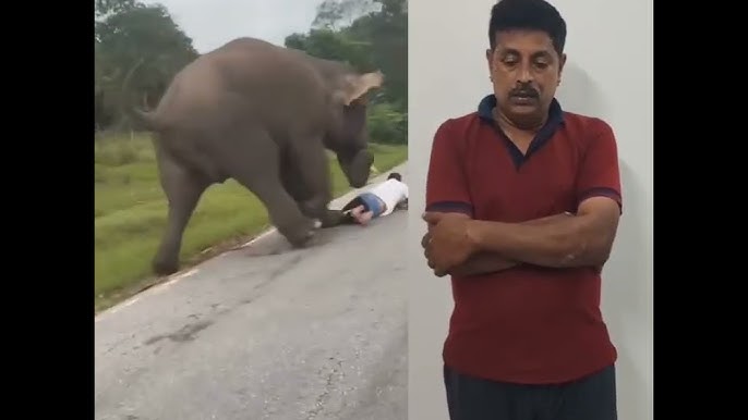 ಆನೆಯ ದಾಳಿಯಿಂದ ಬದುಕುಳಿದವನಿಗೆ 25 ಸಾವಿರ ರೂ ದಂಡ!