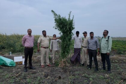 ಮೆಣಸಿನಕಾಯಿ ಗಿಡಗಳ ನಡುವೆ ಬೆಳೆಸಿದ್ದ ಗಾಂಜಾ ಗಿಡಗಳು: 5 ಲಕ್ಷ ಮೌಲ್ಯದ ಗಾಂಜಾ ಜಪ್ತಿ